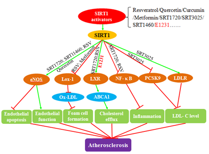 SIRT1 Activators and Their Effects on Atherosclerosis Progression