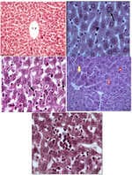 Structural Destabilization in Renal and Hepatic Cells and Tissues Subjected to CuSO4 Toxicity in Male Mice