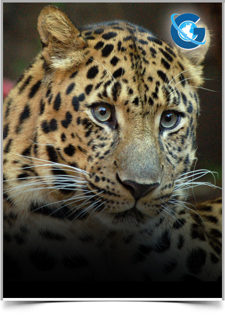 Diversity and Extent of Coastal Submerged Aquatic Vegetation in an Unexplored Coastal Upwelling Region of the Caribbean Sea