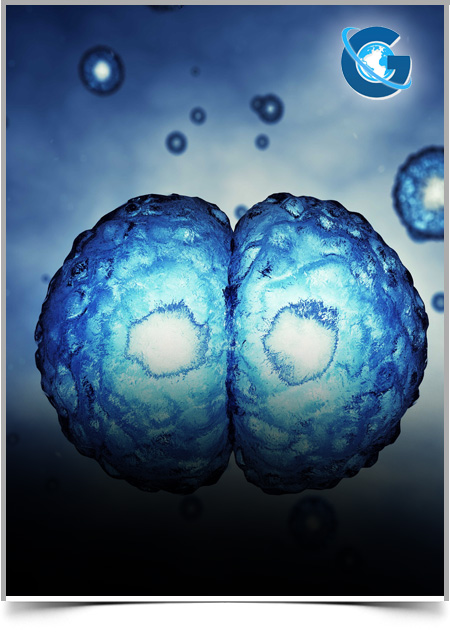 Assessment of Endothelial Cell Proliferation and Adhesion Strength on Decellularized Bovine Pericardial Scaffolds for Tissue Engineering