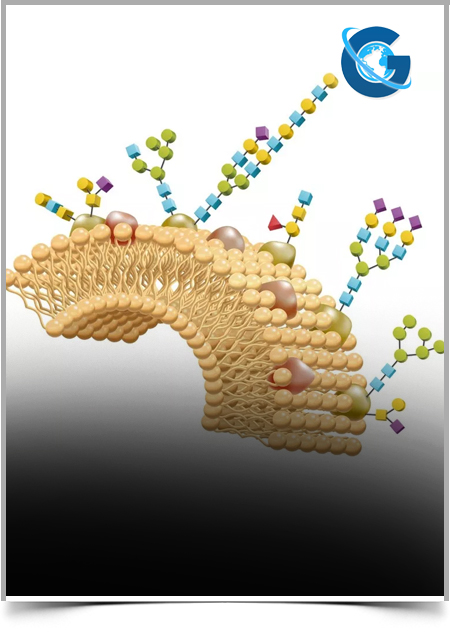 Effect of Ionic Liquids on Dissolution and Identification of Wood Polysaccharides