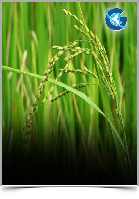  Rice Fermentation by Lactobacillus Paracasei CBA L74