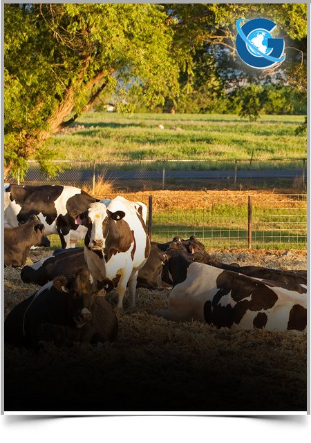 Retrospective Study of Dystocia in Dairy Cows in Saesietsaeda-Emba District, Eastern Tigray, Ethiopia