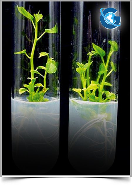 Evaluating Effect of Material of Construction of Silo on Silaging