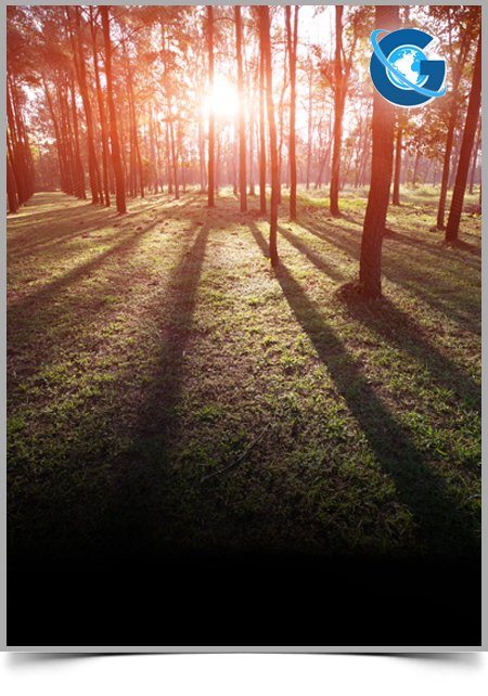 Causes and Drivers of Deforestation and Forest Degradation in Georgia