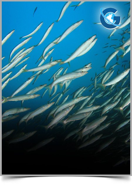 Predator Avoidance of Rainbow Trout Reared with Environmental Enrichment