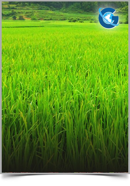 Effects of Synthetic Copolymer and Algae-Exopolysaccharides for the Sedimentation and Dehydration of Organic Waste