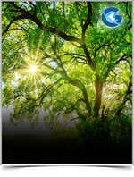 Principles of International Water Law in Protection of Transboundary Watercourses: The Key Role of the Obligation Not to Cause Significant Harm