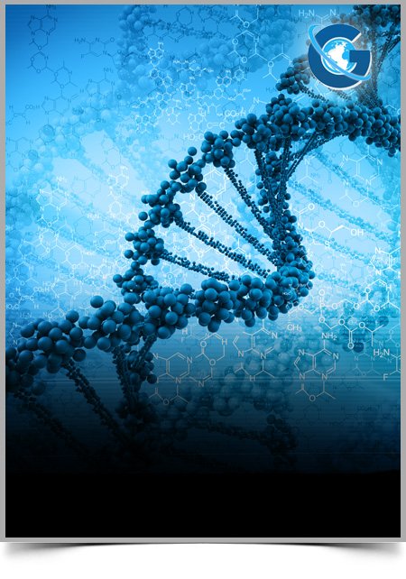 Structure of Sperm Cell Subpopulations in the Bull Frozen Semen Influences In Vitro Fertility